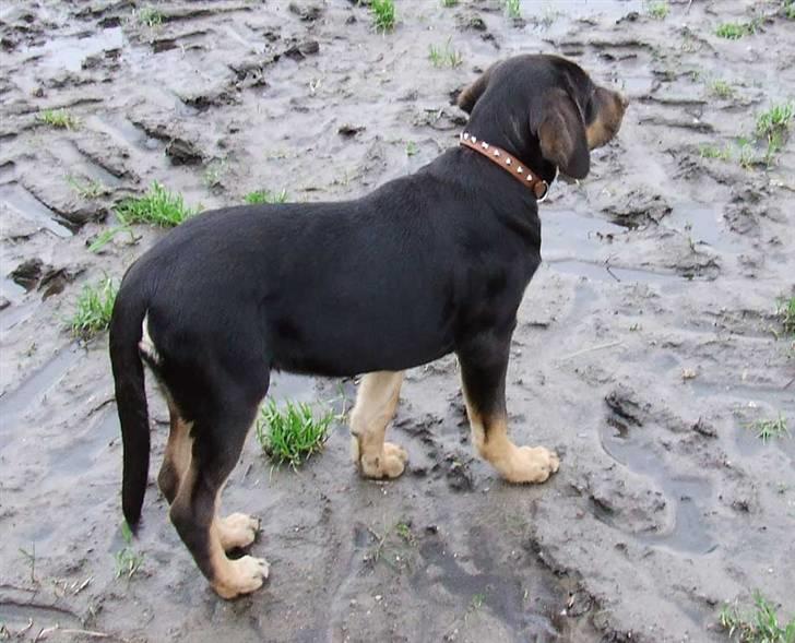 Blanding af racer Oy billede 18