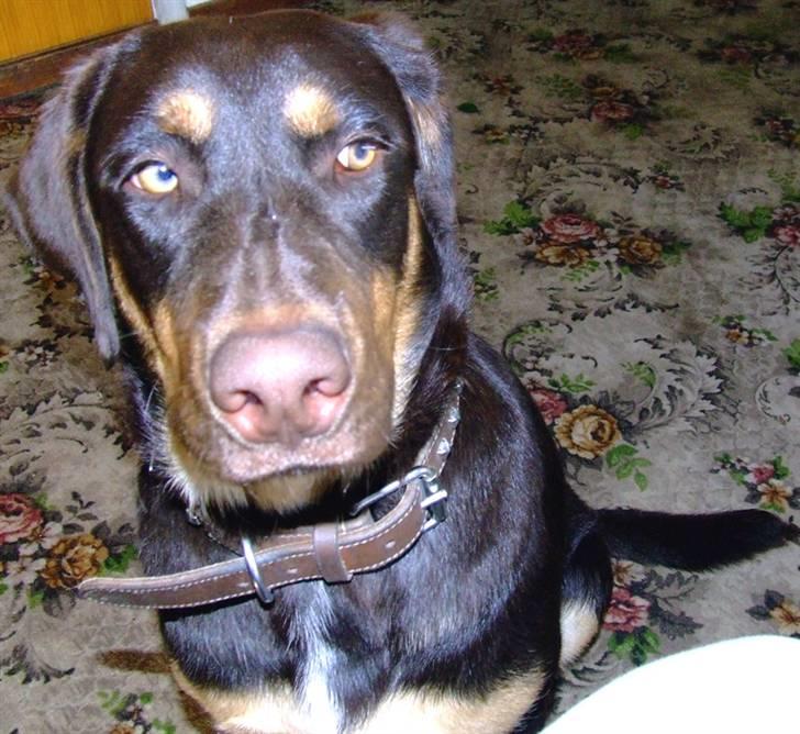 Blanding af racer Oy billede 19