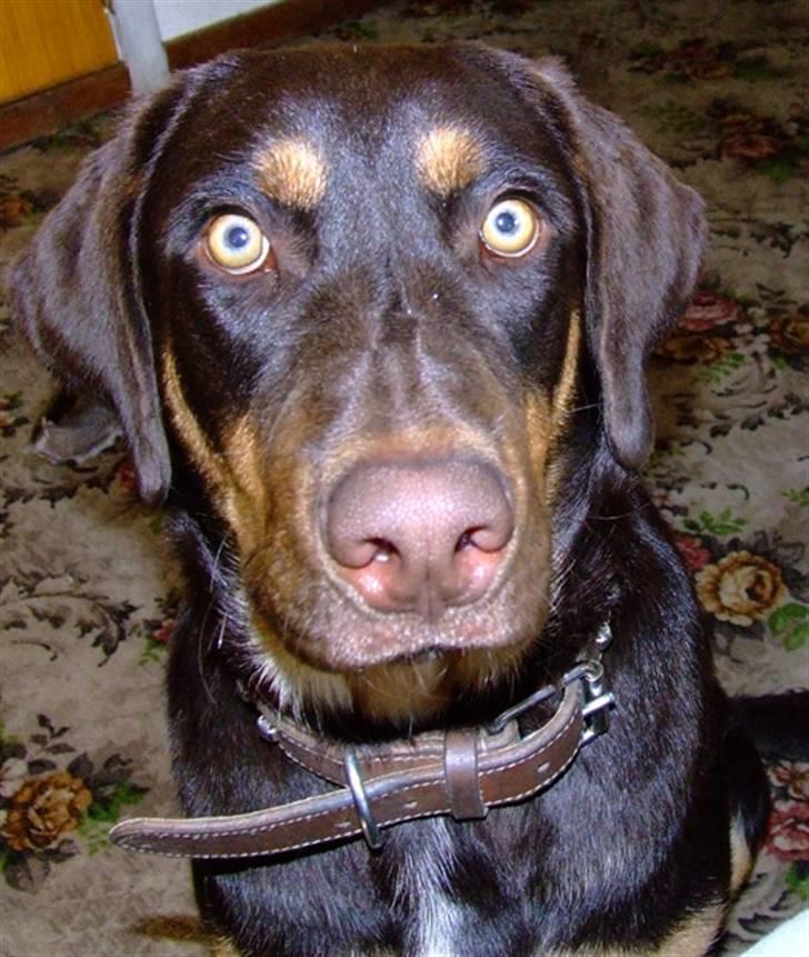 Blanding af racer Oy billede 20