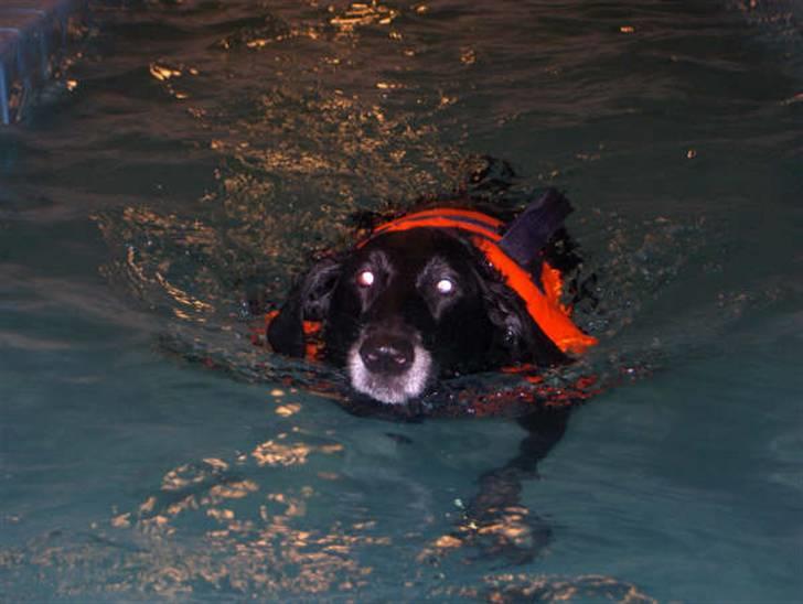 Blanding af racer sussie - en kæmpe vandhund, igang med genoptræning efter skade billede 6