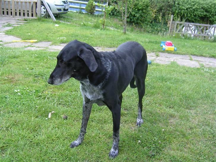 Blanding af racer sussie - hvorfor mon de kalder mig for fæhunden billede 7