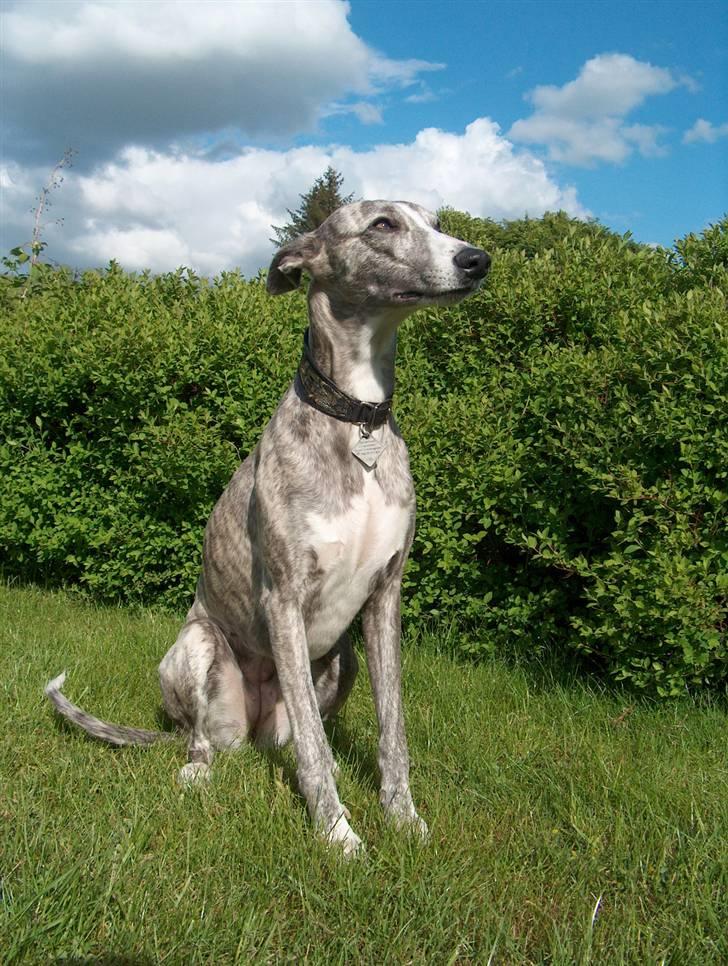 Whippet Sea Leopards`ndeed Neala - Maj 08 billede 6