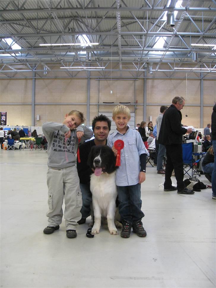 Landseer Ludwig *R.I.P.* - Ludwig på hans første udstilling billede 6