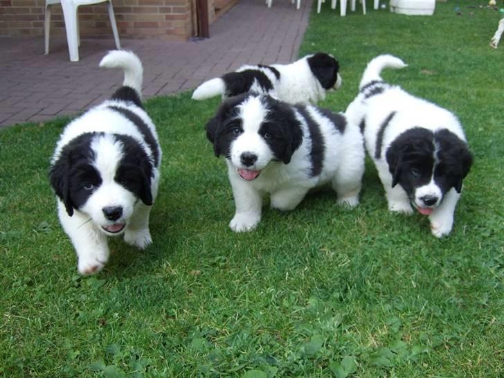 Landseer Ludwig *R.I.P.* - Ludwig 6 uger billede 7