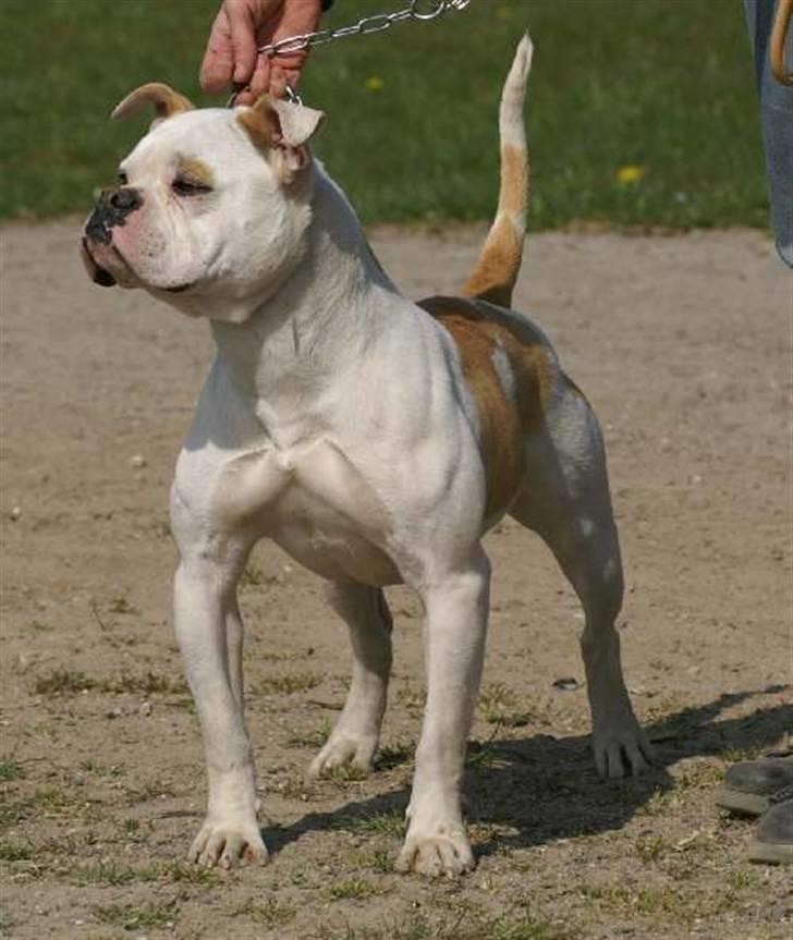 Amerikansk bulldog Bullslayer's Mean Jolene billede 4