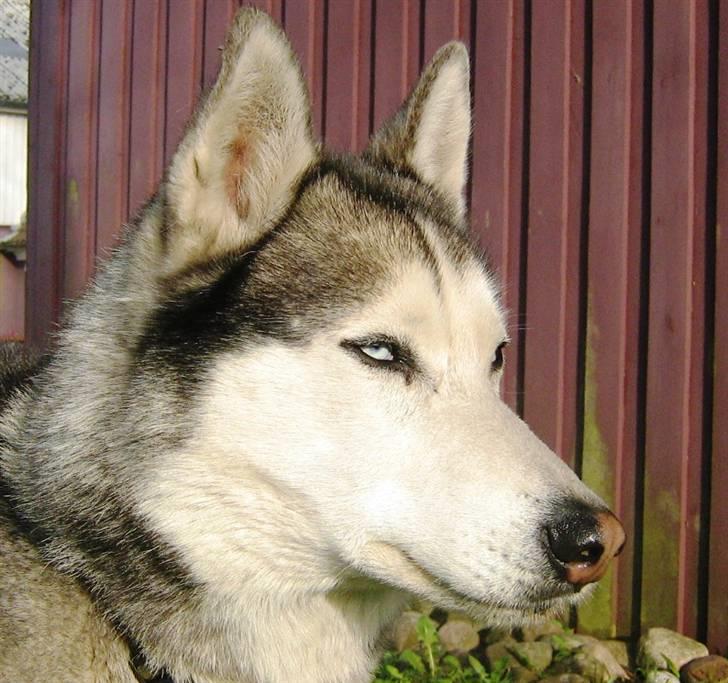 Siberian husky Sjanto billede 1