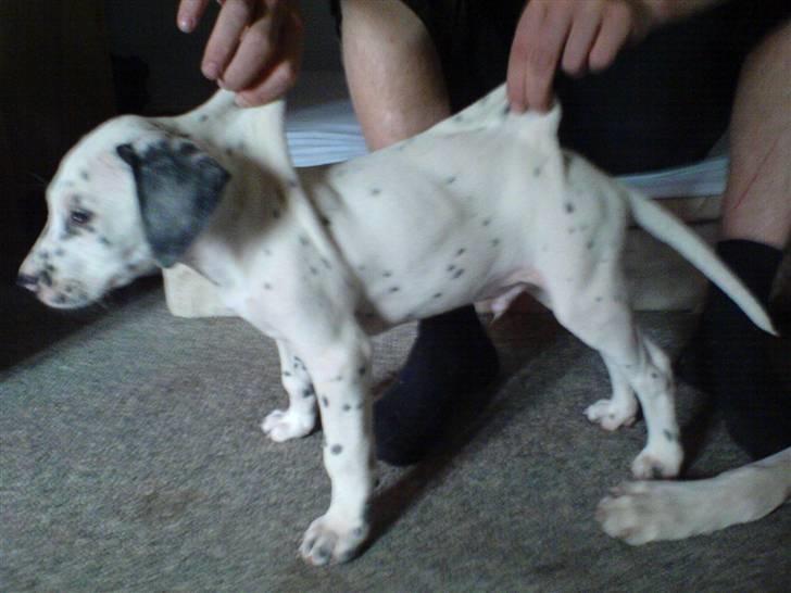 Blanding af racer Millalik nanok  billede 7