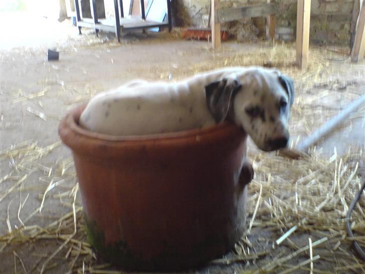 Blanding af racer Millalik nanok  billede 8