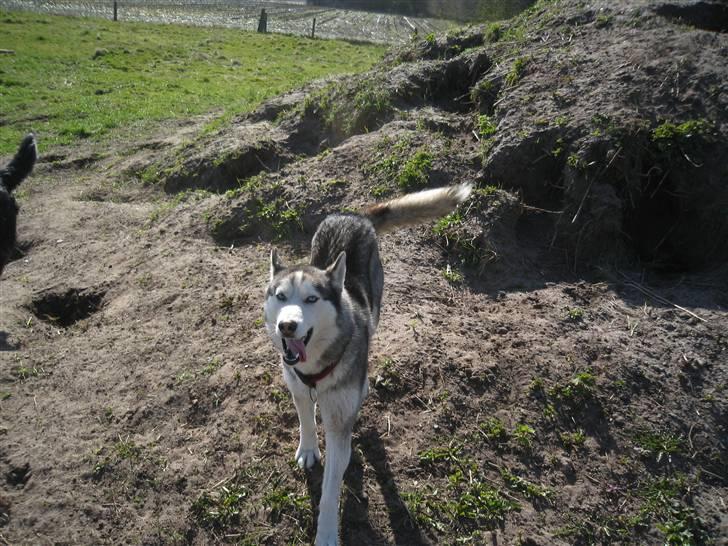 Siberian husky Sjanto billede 2