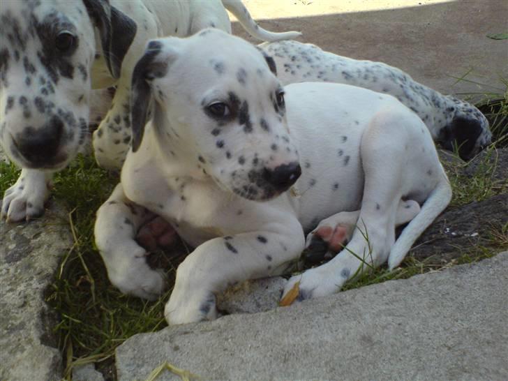 Blanding af racer Millalik nanok  billede 9