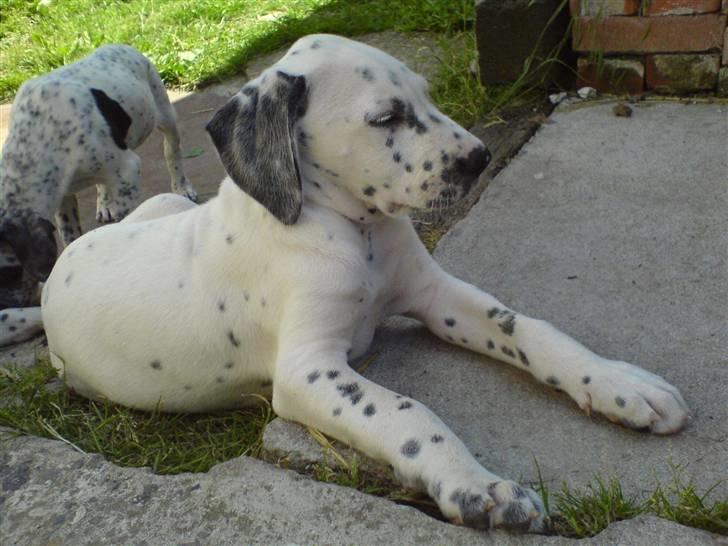 Blanding af racer Millalik nanok  billede 10