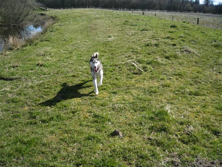 Siberian husky Sjanto billede 3