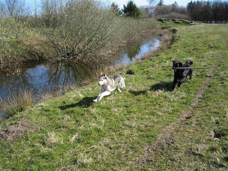 Siberian husky Sjanto billede 4