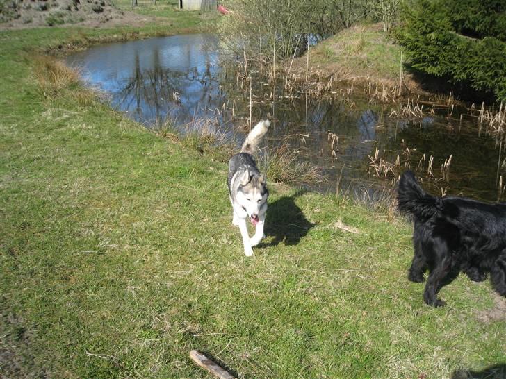 Siberian husky Sjanto billede 5