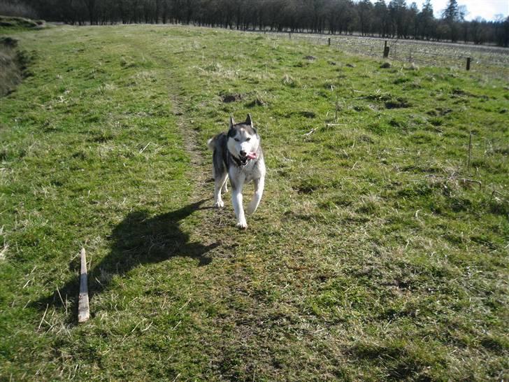 Siberian husky Sjanto billede 6