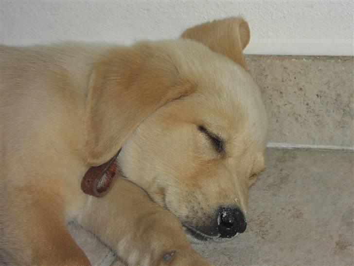 Blanding af racer Montie billede 1