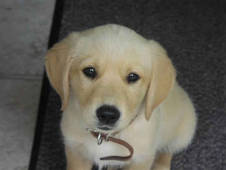 Blanding af racer Montie billede 2