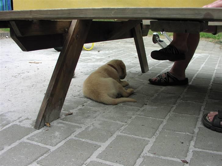 Blanding af racer Montie billede 3