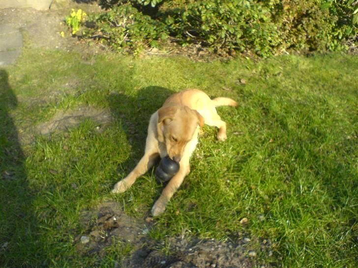 Blanding af racer Montie billede 4