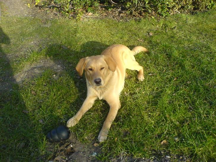 Blanding af racer Montie billede 5