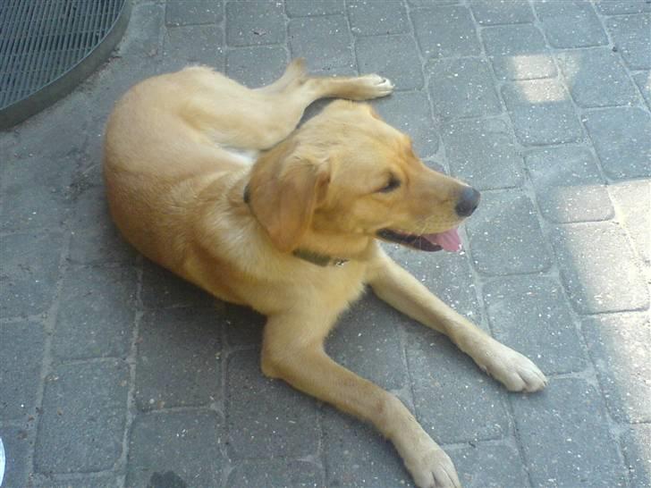 Blanding af racer Montie billede 6