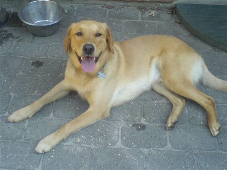 Blanding af racer Montie billede 7