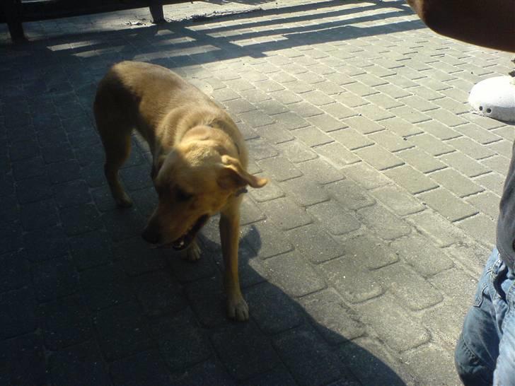 Blanding af racer Montie billede 8