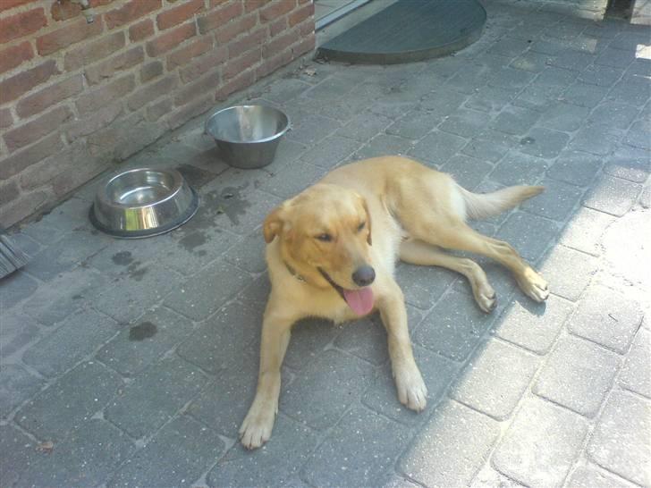 Blanding af racer Montie billede 9