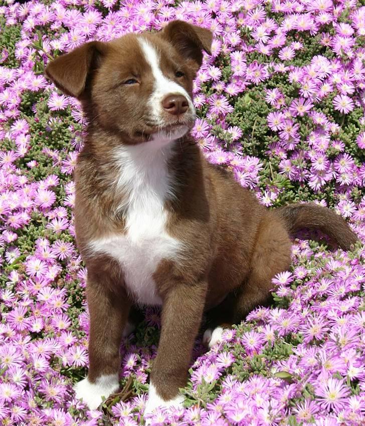 Blanding af racer Cody - Cody et blomster"barn" billede 9