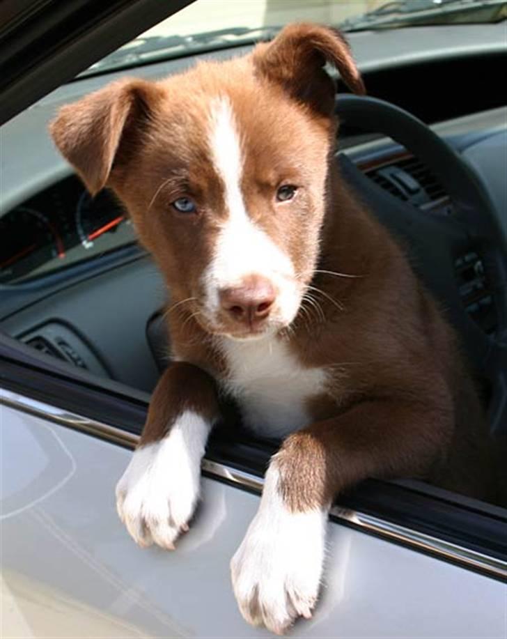 Blanding af racer Cody - Cody 1ste styrmand, dyt dyt så kører bussen ;) billede 11