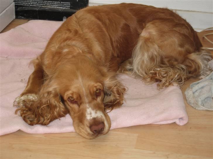Cocker spaniel Molly billede 11