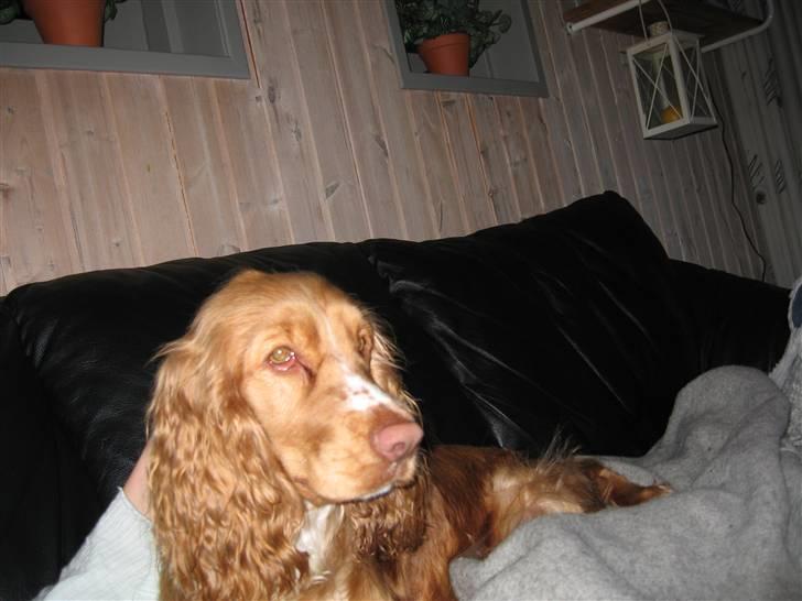 Cocker spaniel Molly billede 12