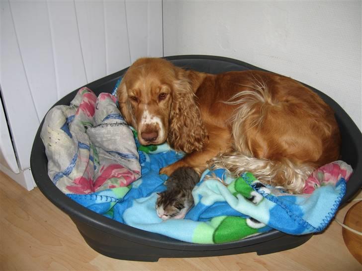 Cocker spaniel Molly billede 13