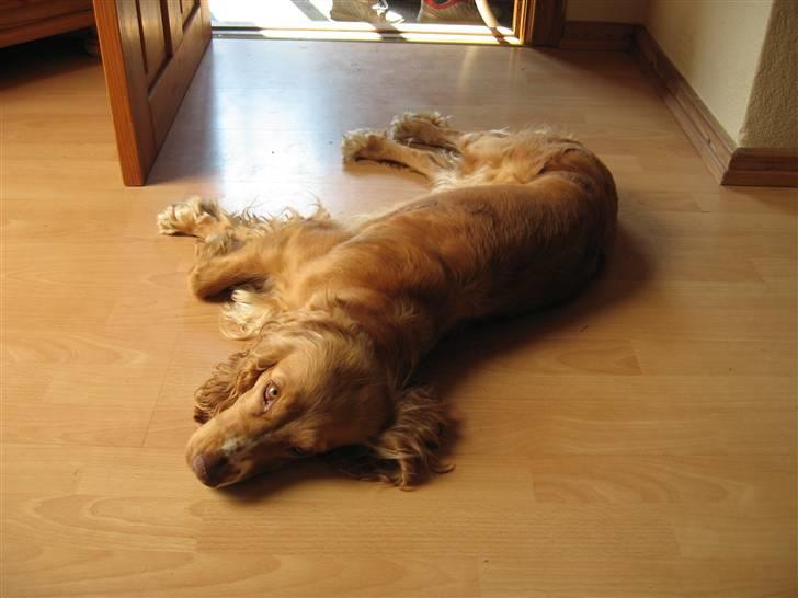 Cocker spaniel Molly billede 14