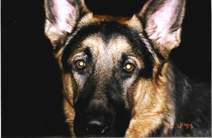 Schæferhund Tarzan billede 9