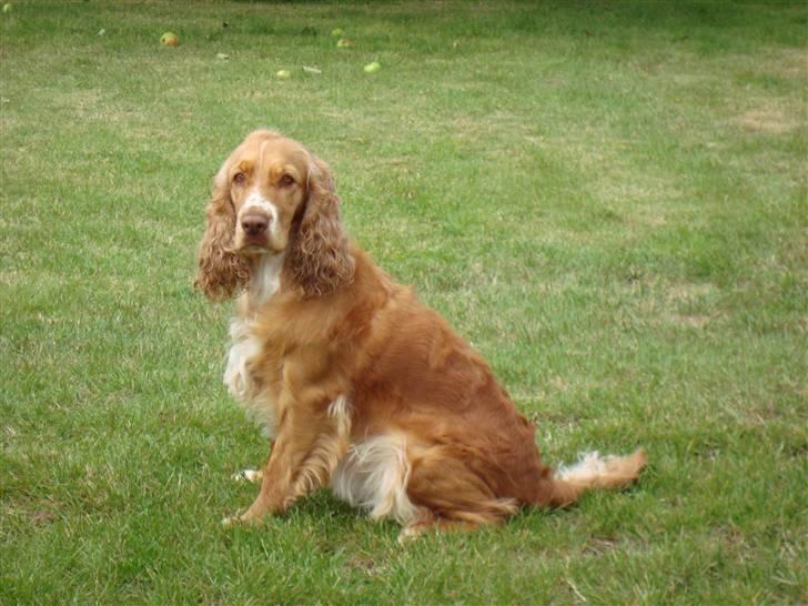 Cocker spaniel Molly - sep. 08,  billede 15