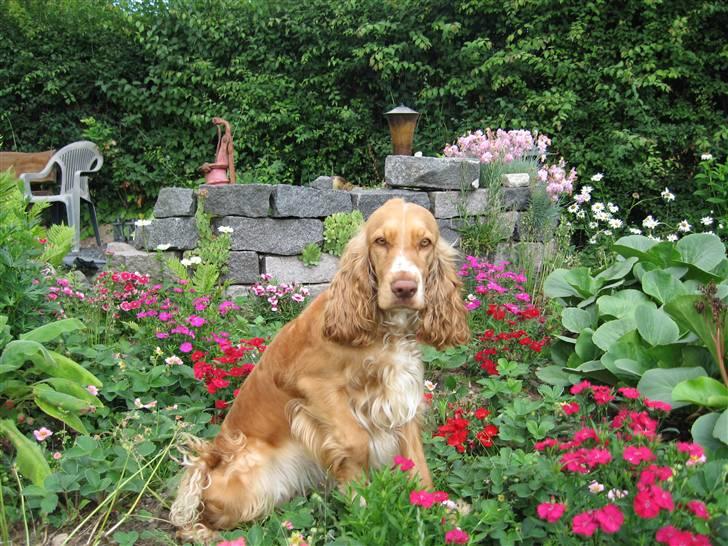 Cocker spaniel Molly billede 16