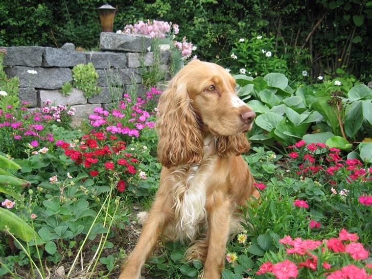 Cocker spaniel Molly billede 17