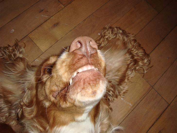 Cocker spaniel Molly - jeg er meget farlig... billede 18