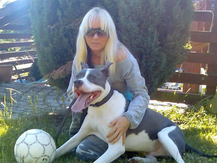 Amerikansk staffordshire terrier Kenzo (har fået nyt hjem) billede 15