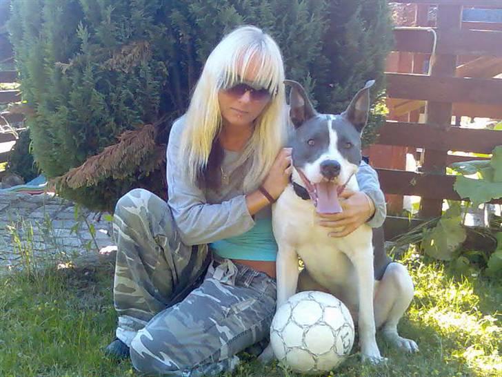 Amerikansk staffordshire terrier Kenzo (har fået nyt hjem) billede 16