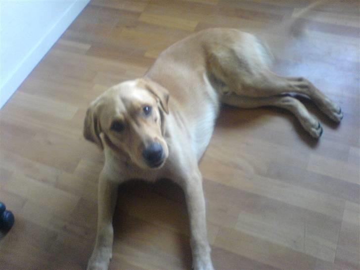 Blanding af racer Montie billede 10