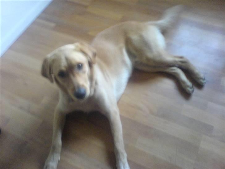 Blanding af racer Montie billede 11