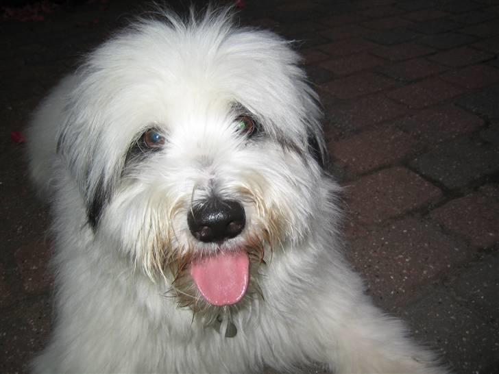 Blanding af racer Bølle - Hejsa... billede 1