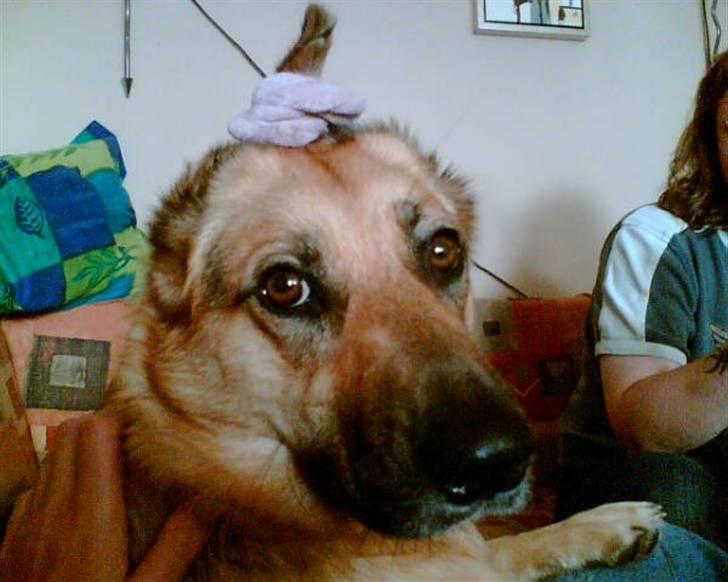 Blanding af racer Britney billede 16