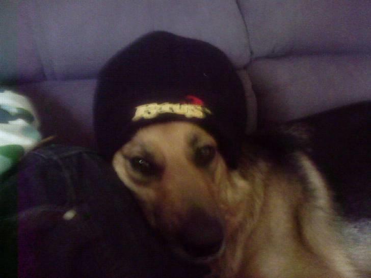 Blanding af racer Britney billede 17