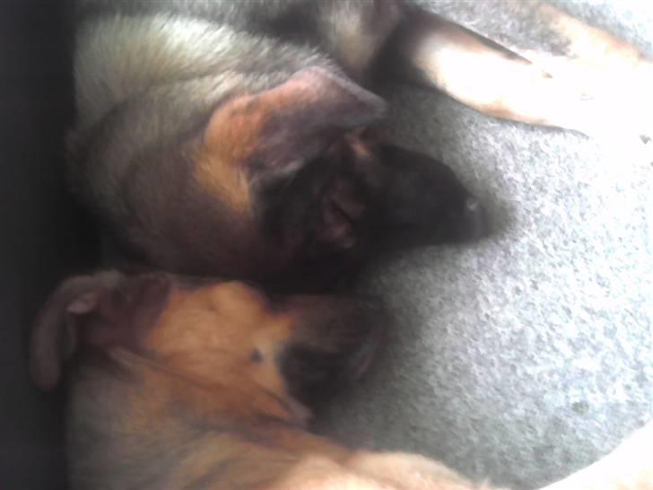 Blanding af racer Britney - Mon vi drømmer ens nu...zzzz billede 18