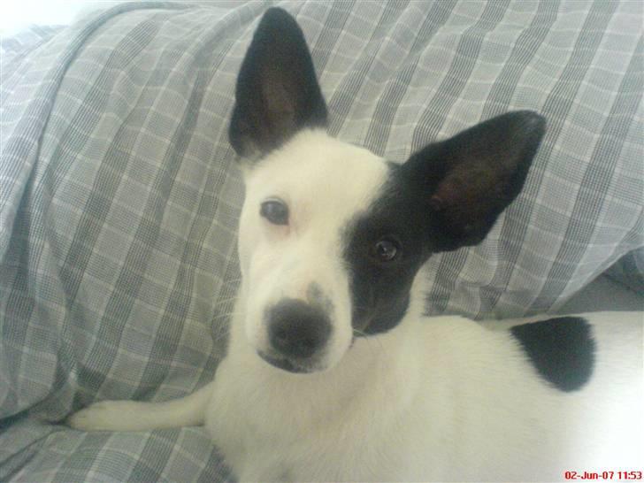 Blanding af racer ludvig - ej nu igen slut med de billeder billede 5