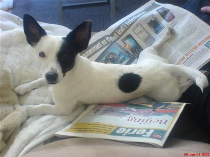 Blanding af racer ludvig - ej far nu er det slut med at læse avis billede 6