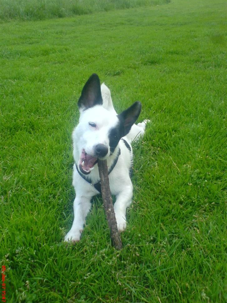 Blanding af racer ludvig - hmmm dejlig pind billede 7